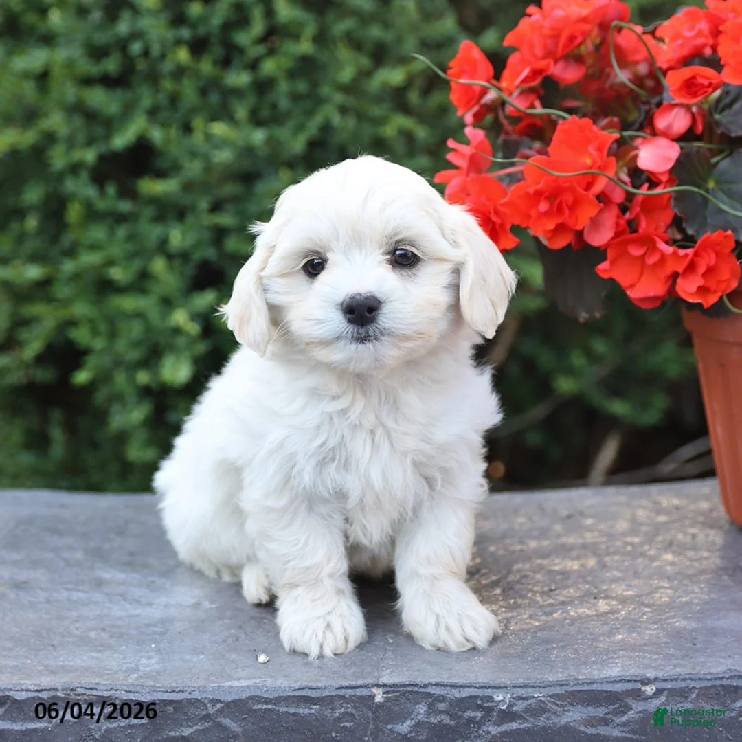Mixed Breed dogs for sale: Ellie - Ad 3