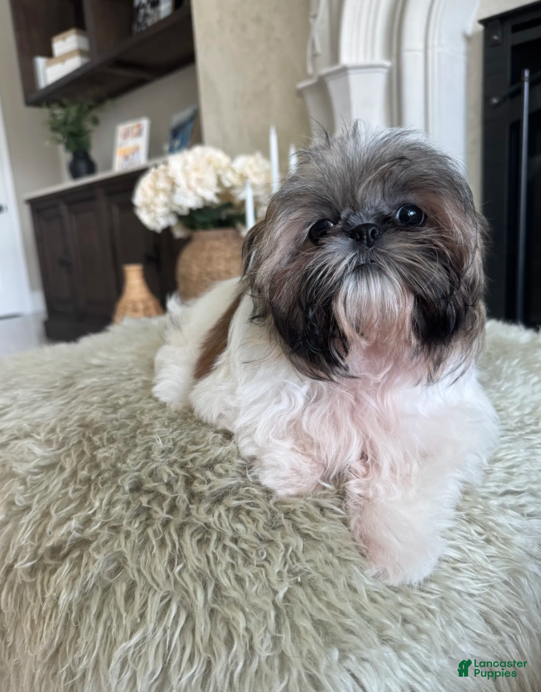 Shih Tzu dogs Ruby - Ad 2
