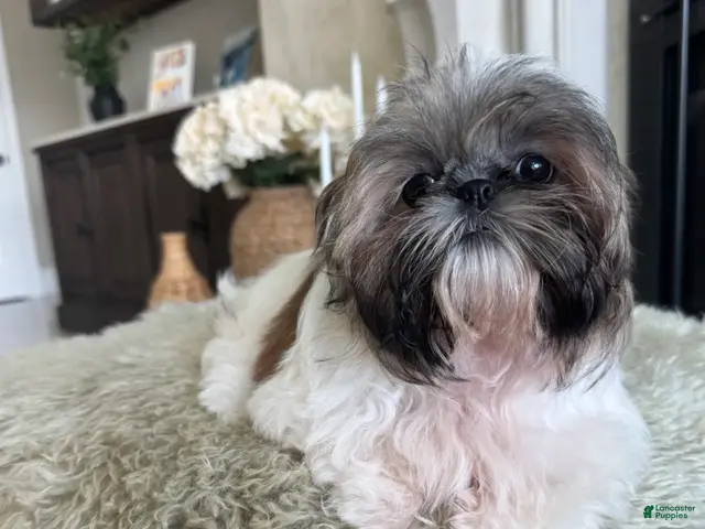 Shih Tzu dogs for sale: Ruby - Ad 2
