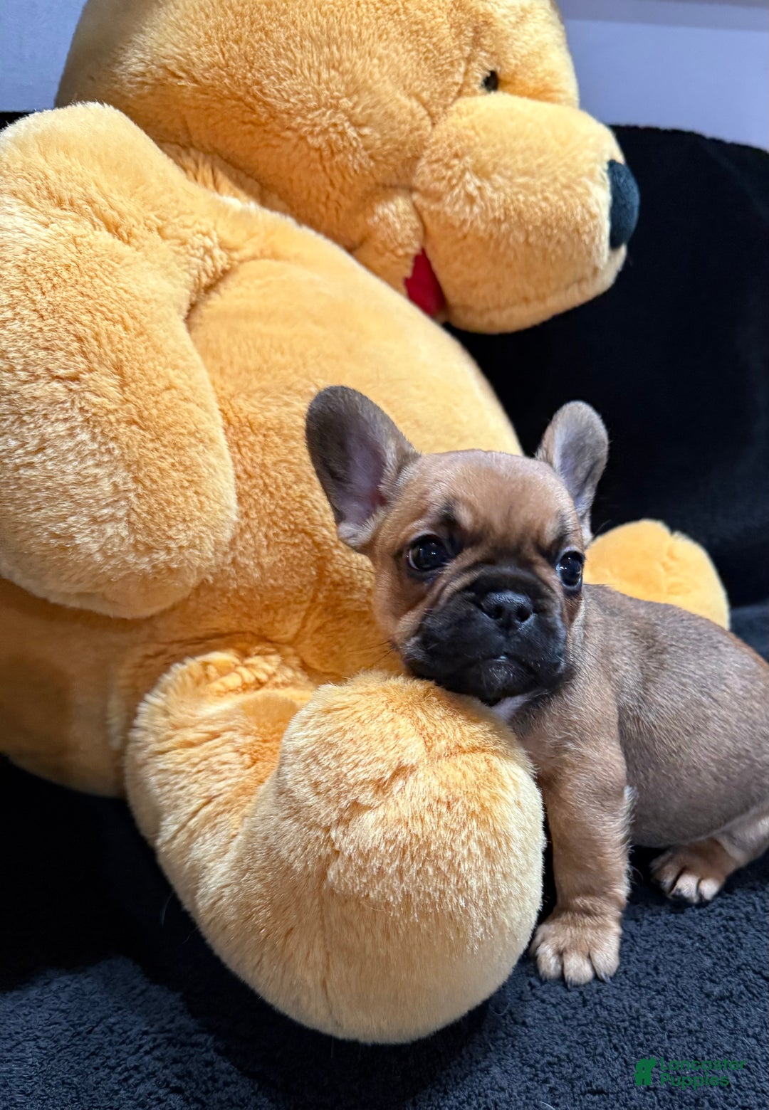 French Bulldog dogs for sale: Chocolate Obsession - Ad 6
