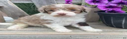 Cavapoo dogs for sale: Leo - Ad 3