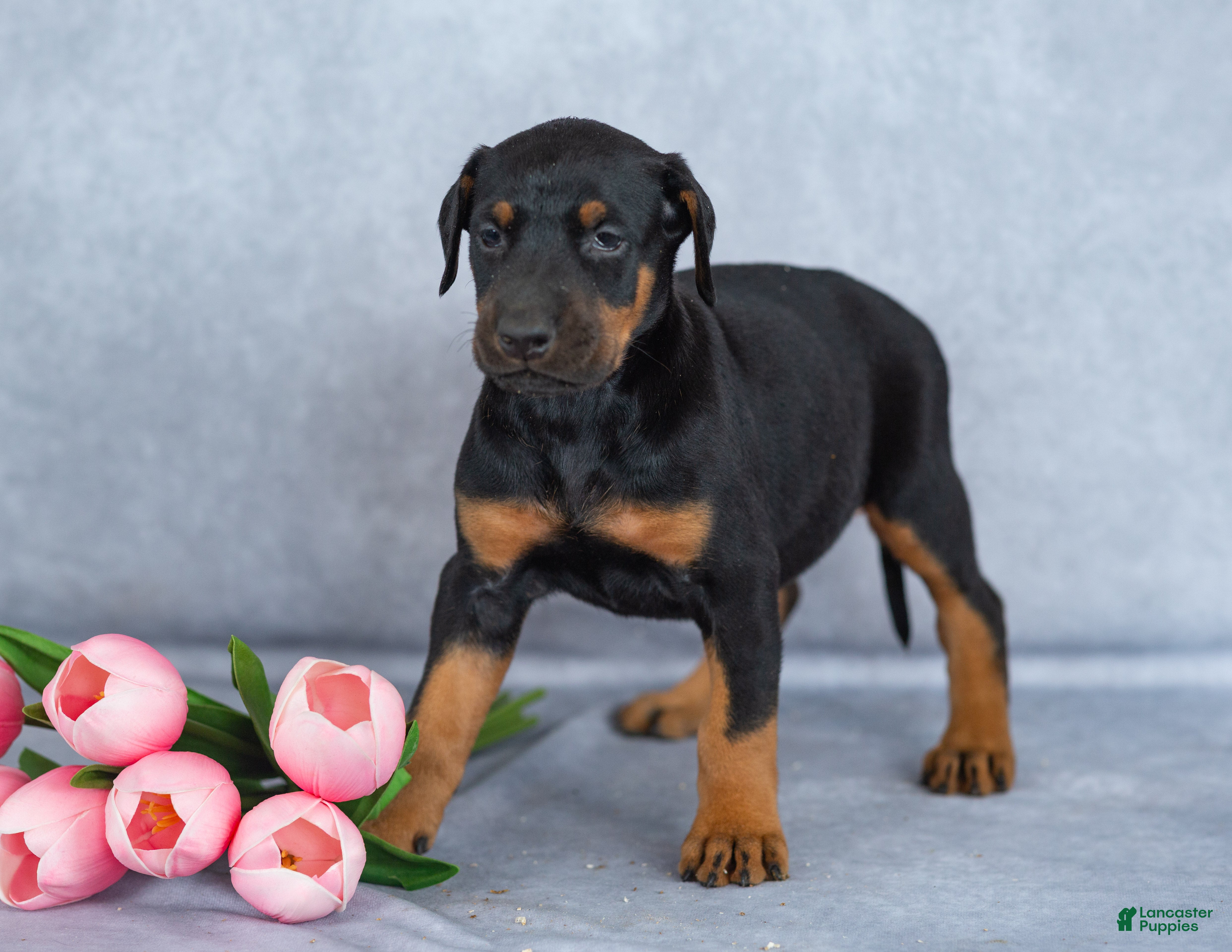 Mixed Breed dogs Reba - Ad 2
