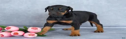 Mixed Breed dogs for sale: Reba - Ad 2