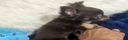 Chihuahua dogs for sale: Chihuahua 2 - Ad 6