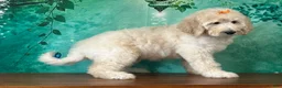 Goldendoodle dogs for sale: Tiara - Ad 3