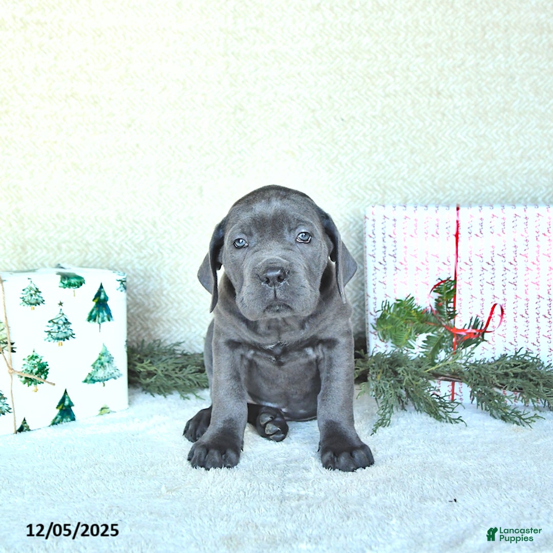 Cane Corso dogs for sale: Max - Ad 5