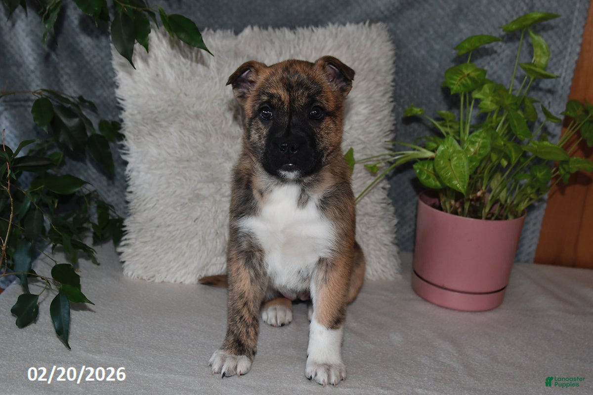 Mixed Breed dogs Treva - Ad 1