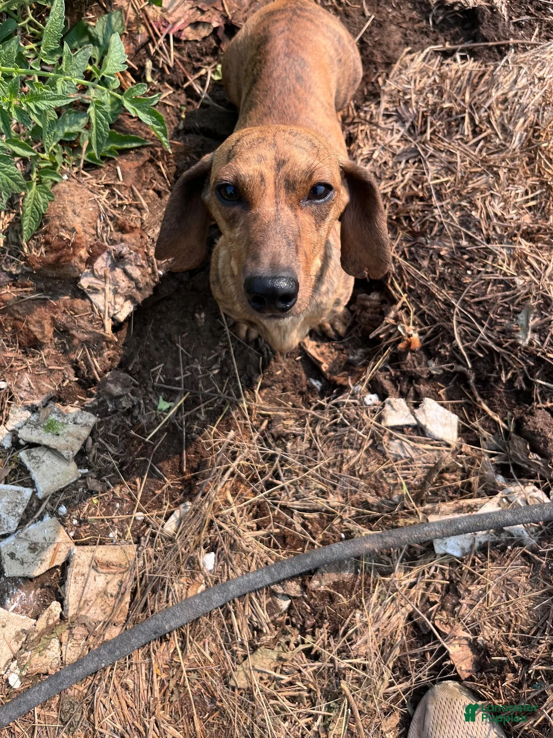 Miniature Dachshund dogs for sale: Paisley  - Ad 10