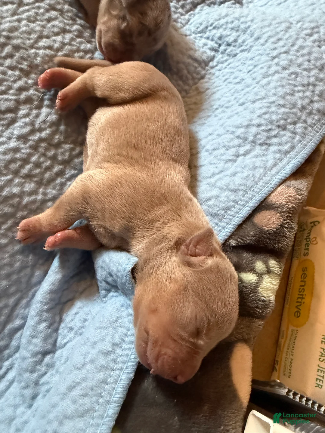 American Bully dogs for sale: Milly - Ad 1