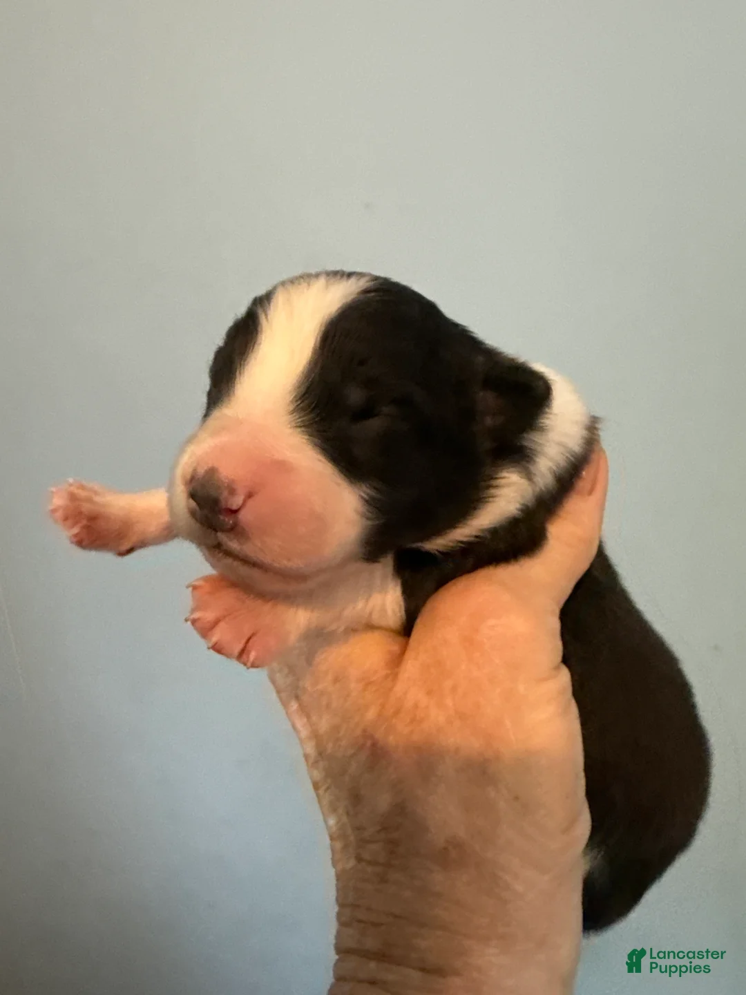 Australian Shepherd dogs for sale: Australian Shepherd Puppy 1 - Ad 1