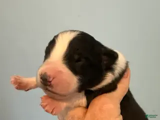 Australian Shepherd dogs Australian Shepherd Puppy 1 - Ad 40