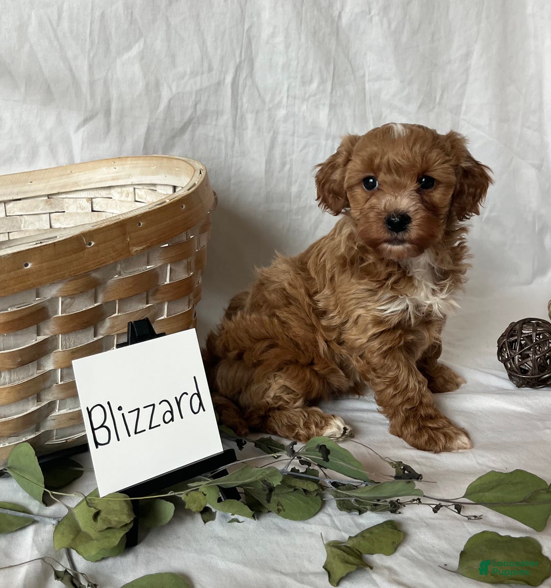 Maltipoo dogs for sale: Blizzard  - Ad 1
