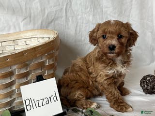 Maltipoo dogs Blizzard - Ad 31