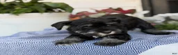 Miniature Schnauzer dogs for sale: Lin - Ad 11