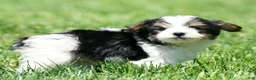 Yorkiepoo dogs for sale: Rex - Ad 4
