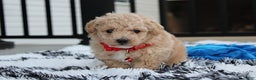 Bichpoo dogs for sale: Ranger - Ad 1