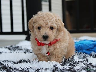 Bichpoo dogs Ranger - Ad 15