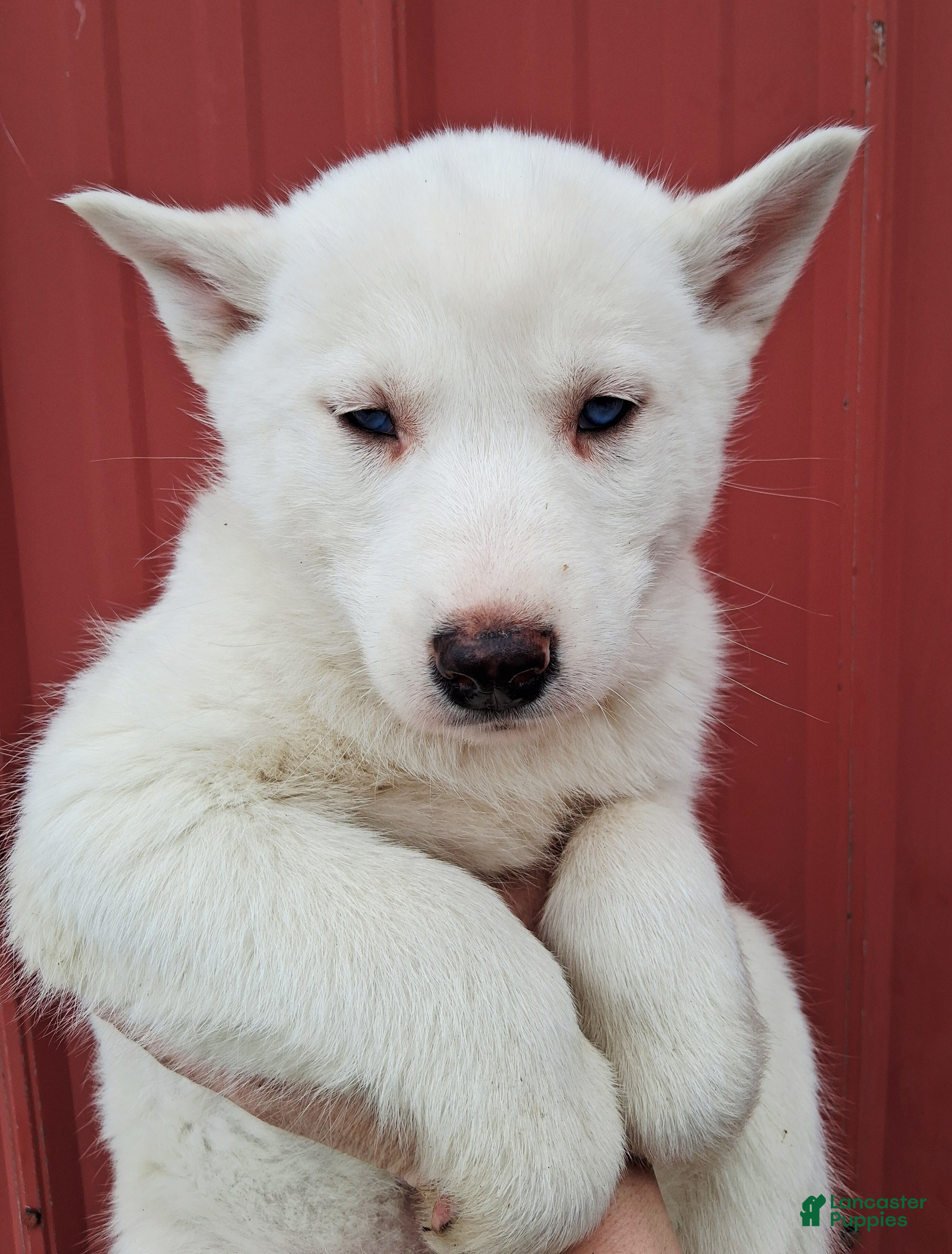 Siberian Husky dogs Snow White  - Ad 2