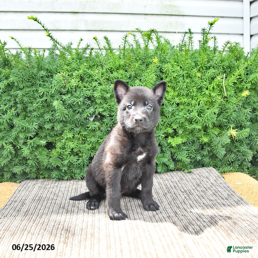 Mixed Breed dogs Averie - Ad 2