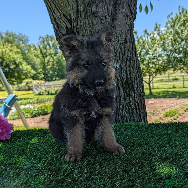 German Shepherd dogs Barbie - Ad 1
