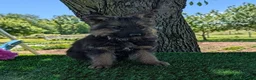 German Shepherd dogs for sale: Barbie - Ad 1