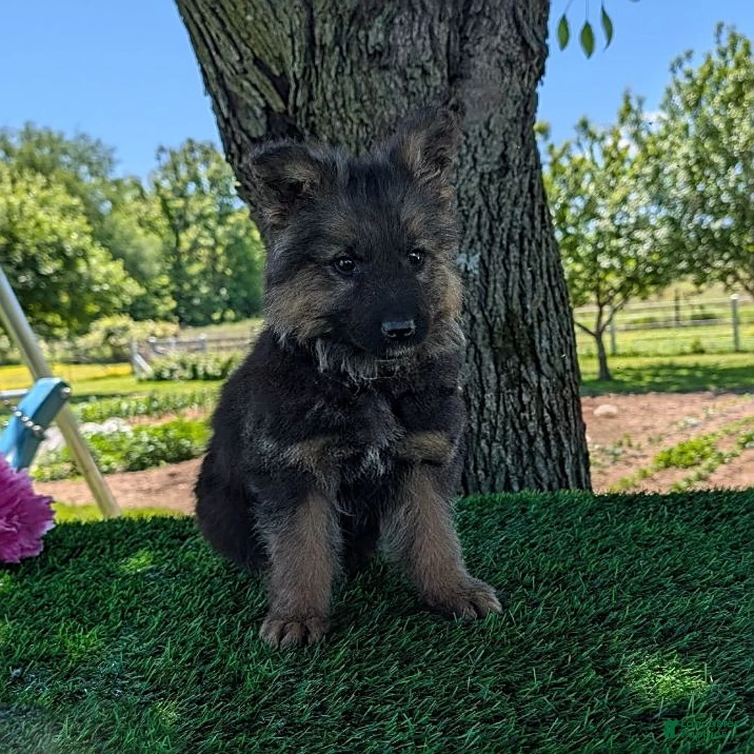 German Shepherd dogs for sale: Barbie - Ad 1