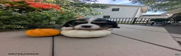 Cavalier King Charles Spaniel dogs for sale: Talith - Ad 6