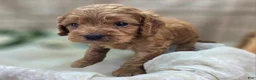 Cockapoo dogs for sale: Versace - Ad 18