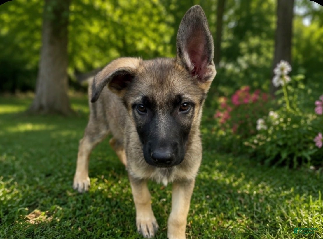German Shepherd dogs  Blossom  - Ad 2