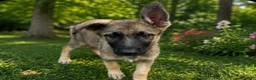 German Shepherd dogs for sale:  Blossom  - Ad 4
