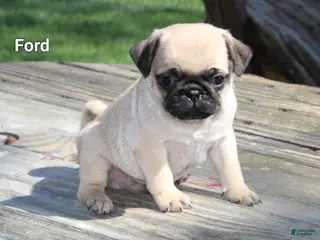 Pug dogs Ford - Ad 9