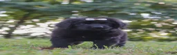 Newfoundland dogs for sale: Annie - Ad 3