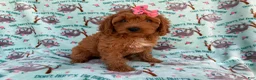 Cavapoo dogs for sale: Blaire - Ad 7