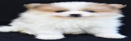 Pomeranian dogs for sale: Ollie - Ad 3