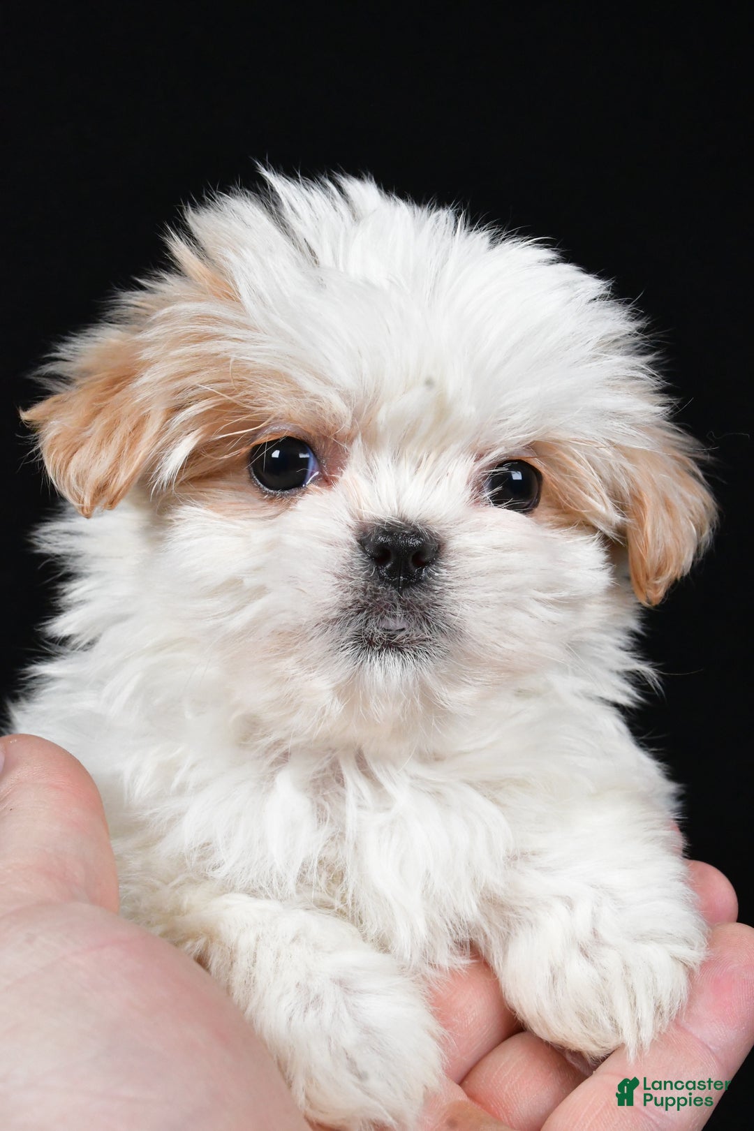 Malshi dogs for sale: Kylie - Ad 6