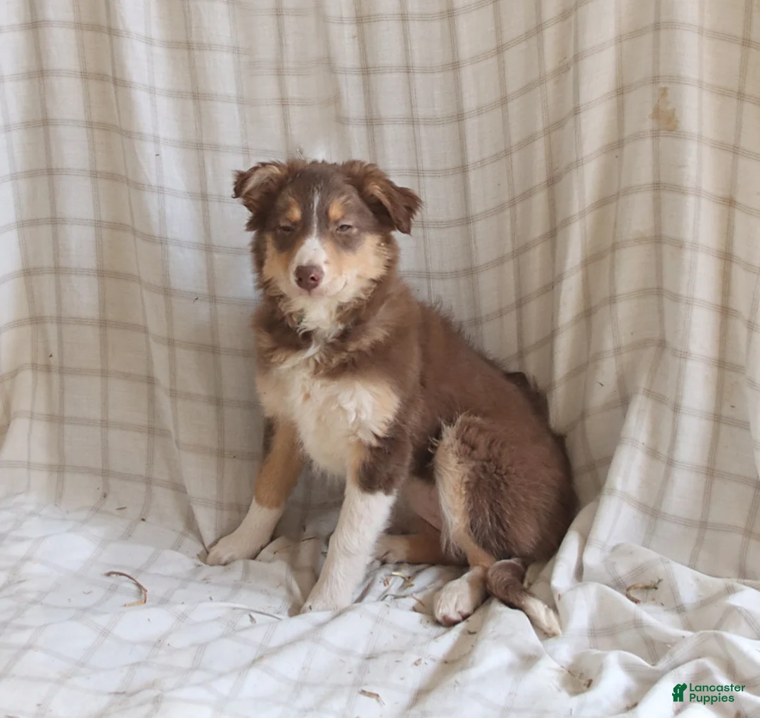 Mixed Breed dogs for sale: Lily - Ad 2