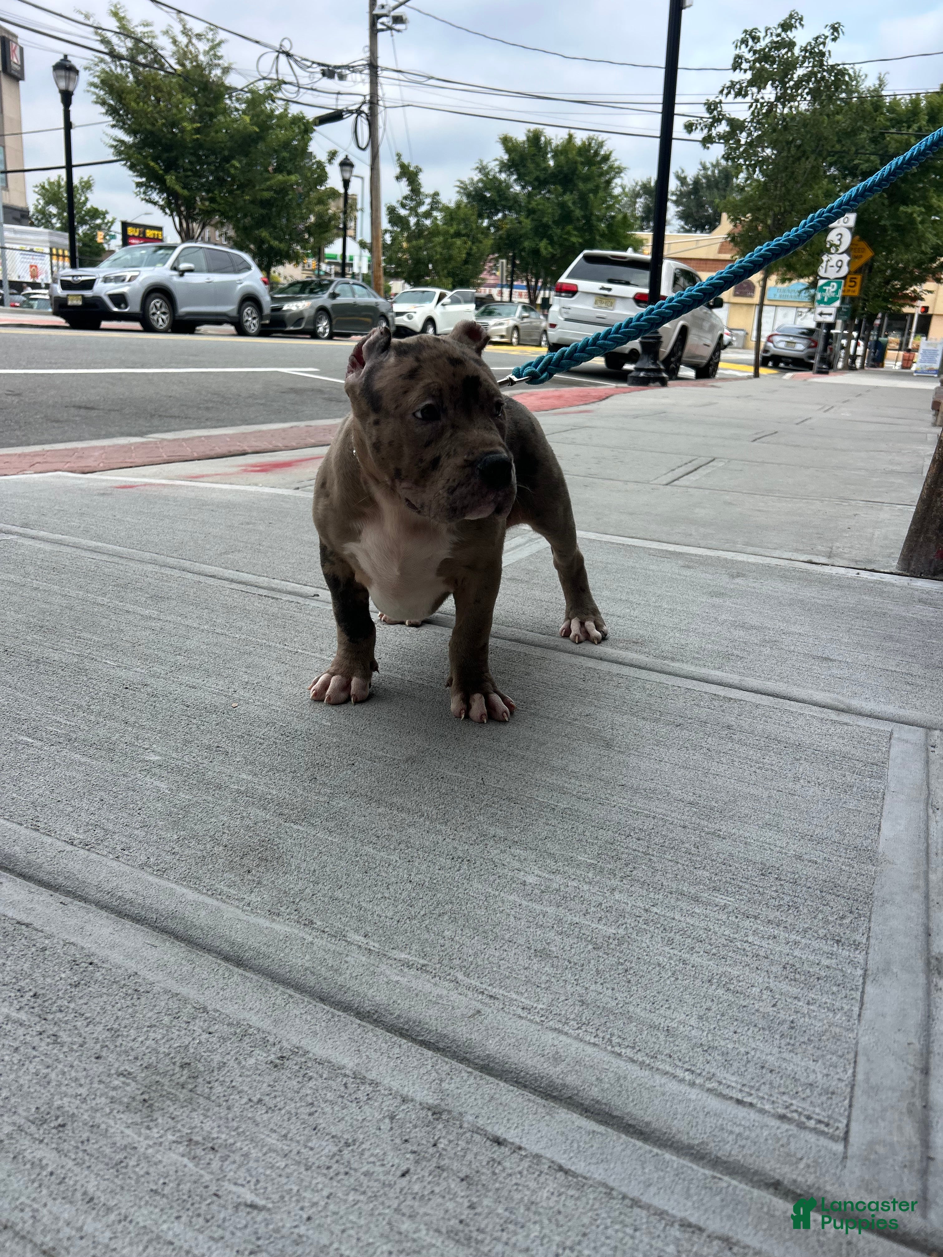 American Bully dogs American Bully 1 - Ad 1