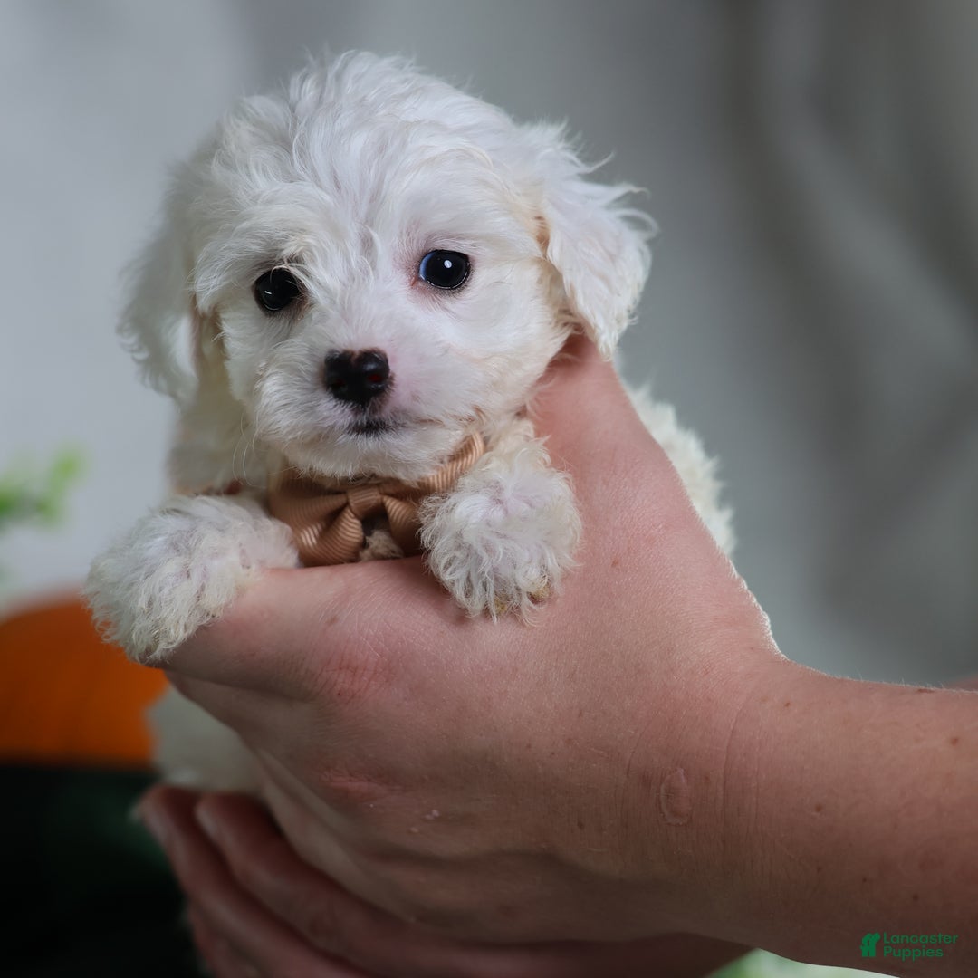 Teddy Bear dogs for sale: Jinko (Mini size) - Ad 1