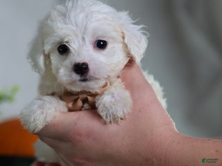 Teddy Bear dogs Jinko (Mini size) - Ad 42