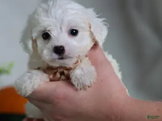 Teddy Bear dogs Jinko (Mini size) - Ad 12