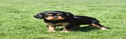Cavalier King Charles Spaniel dogs for sale: Lulu - Ad 6