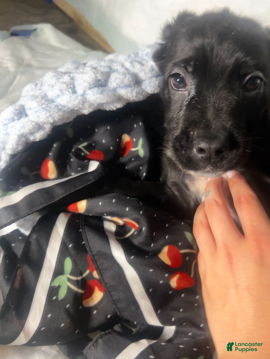 Mixed Breed dogs for sale: Mixed Breed Puppy 4 - Ad 1