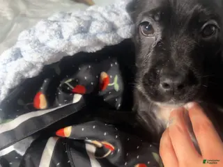 Mixed Breed dogs Mixed Breed Puppy 4 - Ad 31