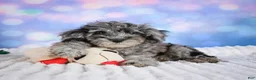 Miniature Poodle dogs for sale:  Punk - Ad 9
