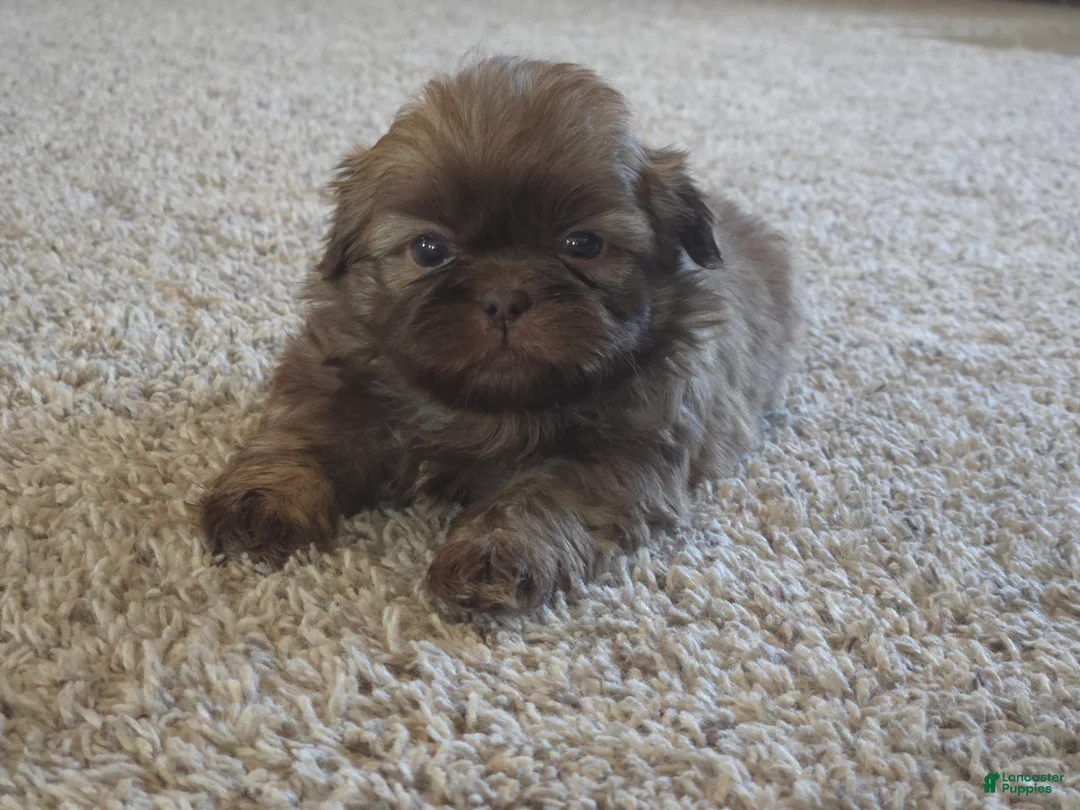 Shih Tzu dogs for sale: Fernando  - Ad 4
