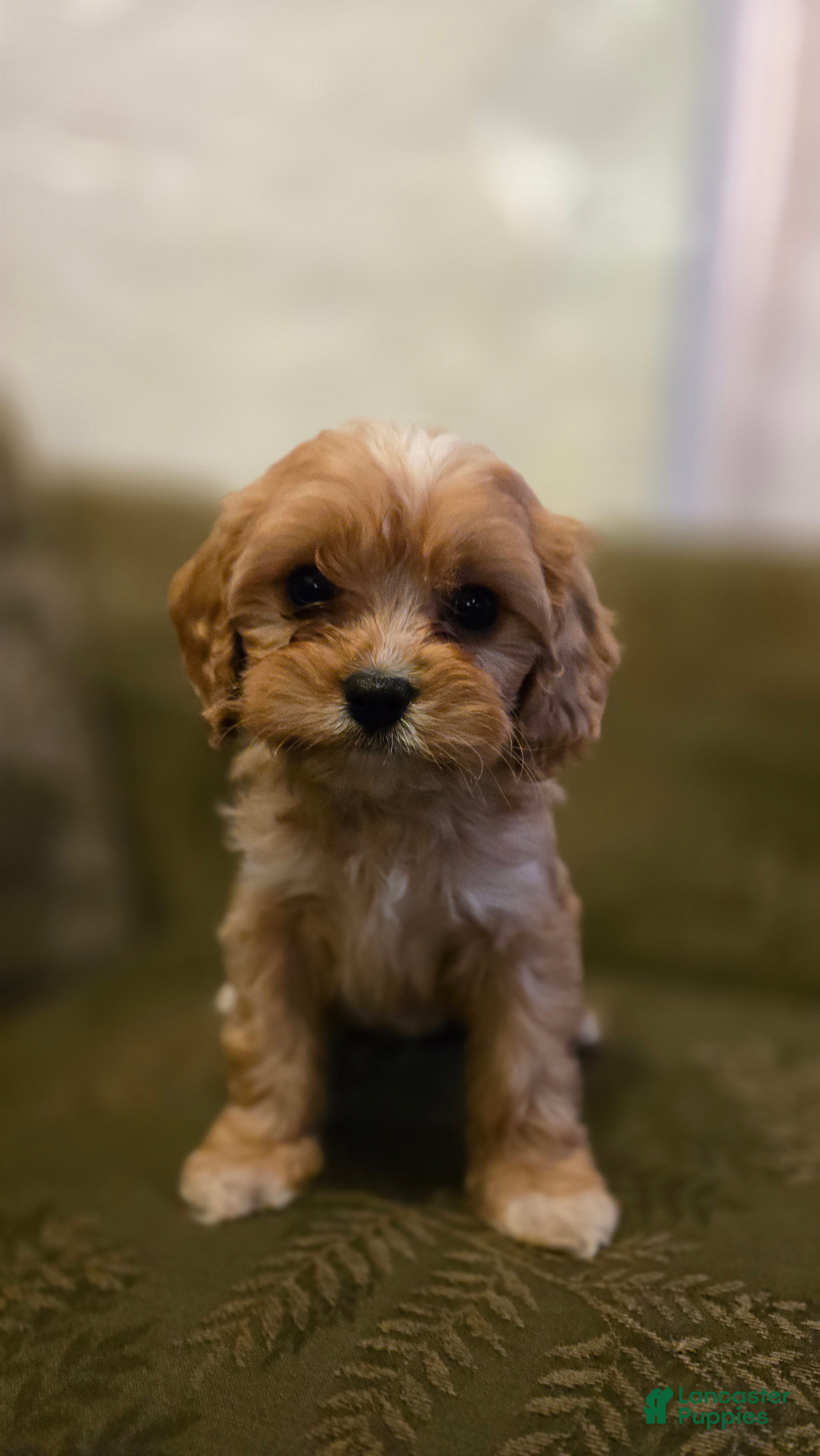 Cavapoo dogs Wyatt - Ad 2