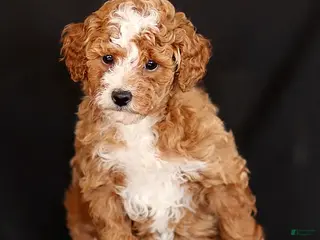 Mini Goldendoodle dogs Kory - Ad 21