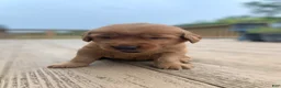Golden Retriever dogs for sale: Aspen - Ad 8