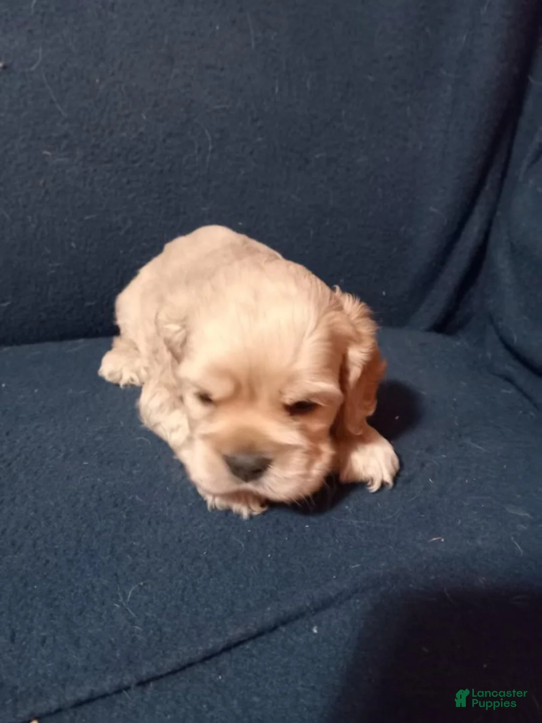 Cocker Spaniel dogs for sale: Jack  - Ad 3