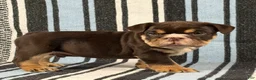 English Bulldog dogs for sale: Jackson - Ad 3